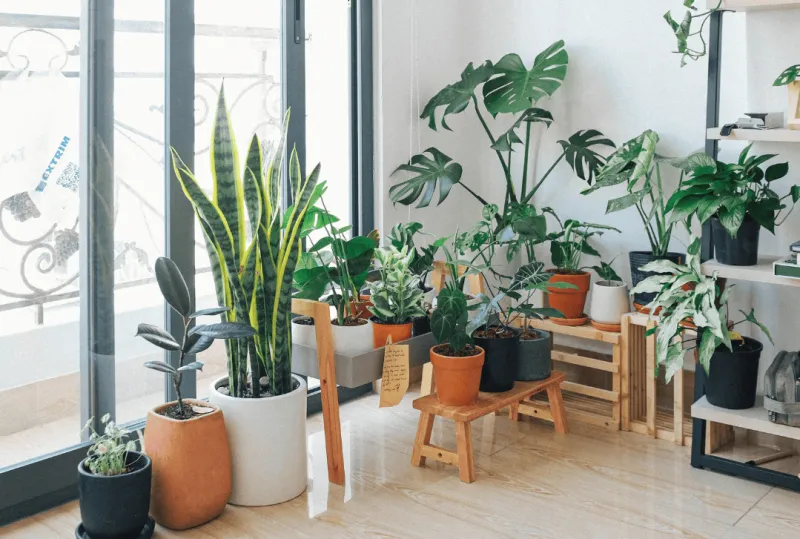 3 PLANTAS FÁCEIS DE CUIDAR